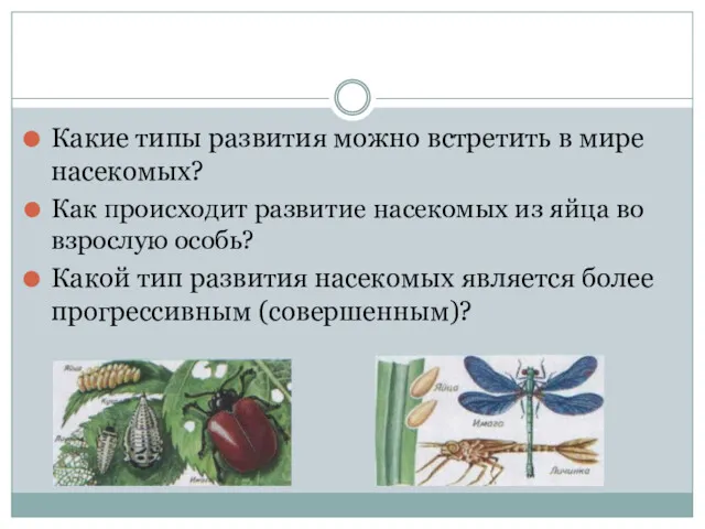 Какие типы развития можно встретить в мире насекомых? Как происходит