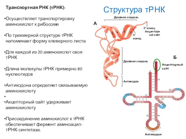 Структура тРНК Транспортная РНК (тРНК): Осуществляет транспортировку аминокислот к рибосоме По трехмерной структуре