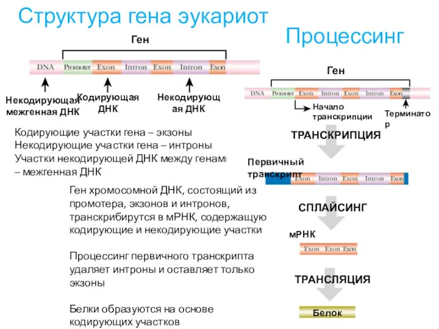 Структура гена эукариот Кодирующие участки гена – экзоны Некодирующие участки гена – интроны