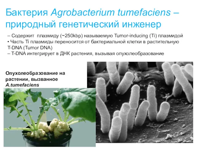 Бактерия Agrobacterium tumefaciens – природный генетический инженер Опухолеобразование на растении, вызванное A.tumefaciens –