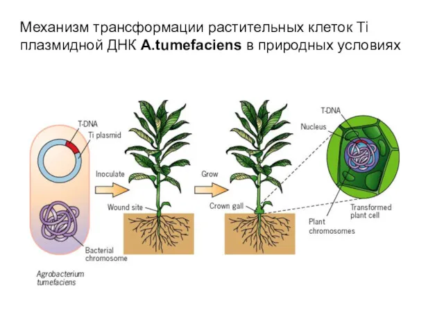 Механизм трансформации растительных клеток Ti плазмидной ДНК A.tumefaciens в природных условиях
