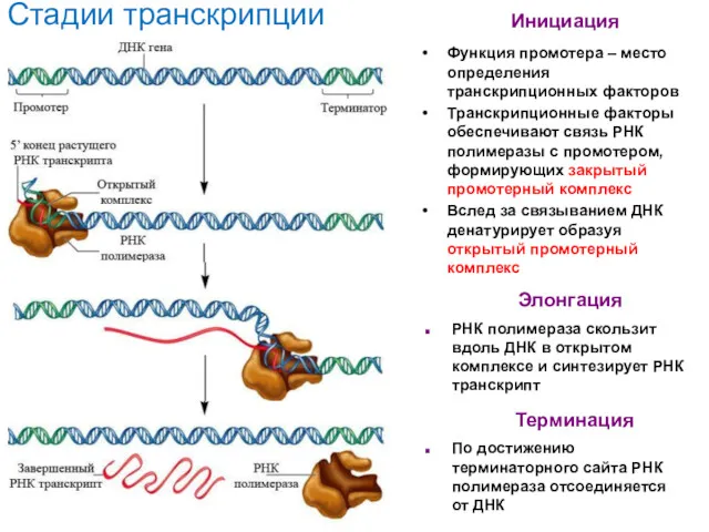 Функция промотера – место определения транскрипционных факторов Транскрипционные факторы обеспечивают связь РНК полимеразы