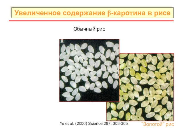 Увеличенное содержание β-каротина в рисе Normal rice Ye et al. (2000) Science 287: 303-305.
