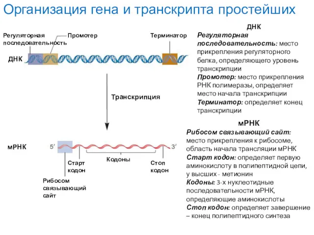 ДНК Регуляторная последовательность: место прикрепления регуляторного белка, определяющего уровень транскрипции Промотер: место прикрепления