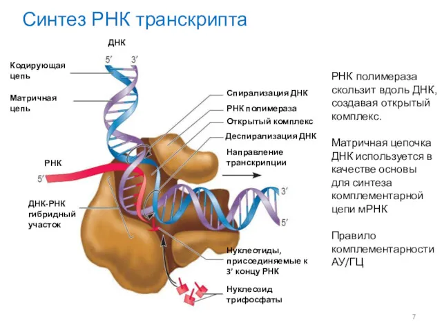 Синтез РНК транскрипта РНК полимераза скользит вдоль ДНК, создавая открытый комплекс. Матричная цепочка