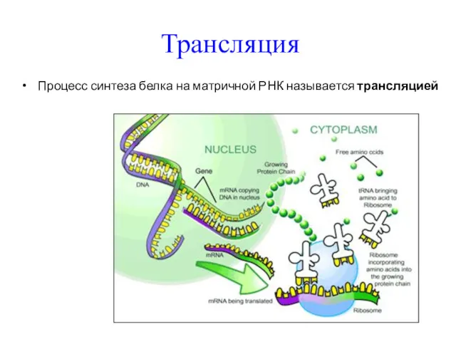 Трансляция Процесс синтеза белка на матричной РНК называется трансляцией