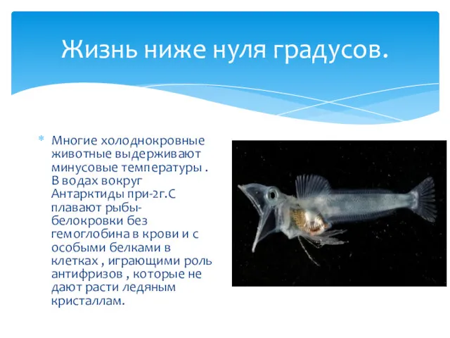 Жизнь ниже нуля градусов. Многие холоднокровные животные выдерживают минусовые температуры