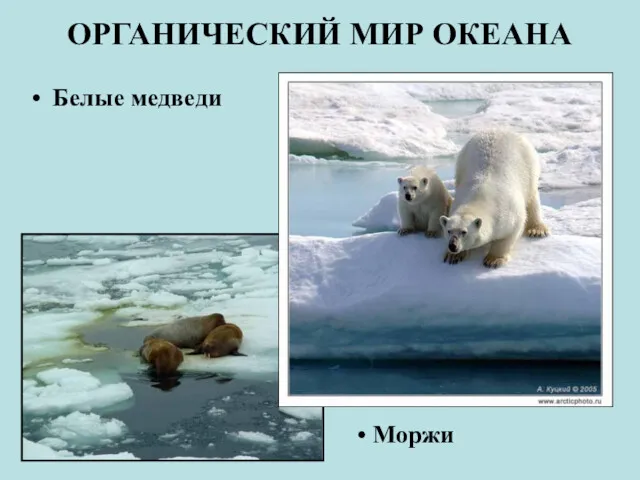 ОРГАНИЧЕСКИЙ МИР ОКЕАНА Белые медведи Моржи