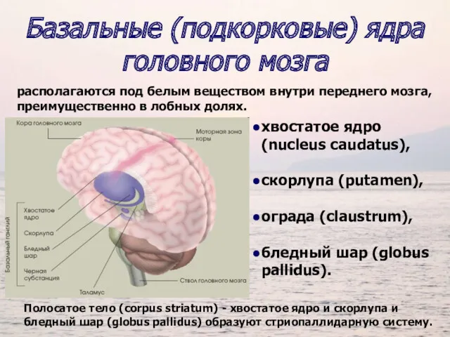 Базальные (подкорковые) ядра головного мозга располагаются под белым веществом внутри