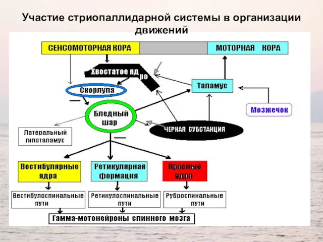 Участие стриопаллидарной системы в организации движений