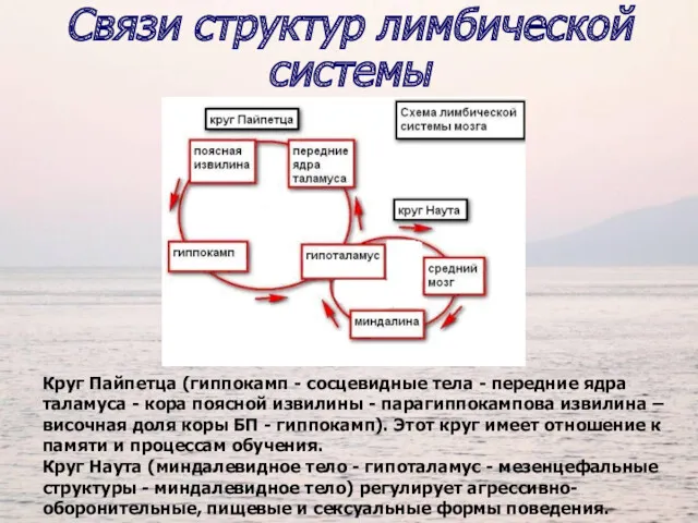 Круг Пайпетца (гиппокамп - сосцевидные тела - передние ядра таламуса