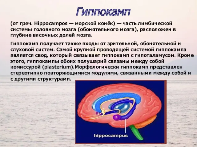 Гиппокамп (от греч. Hippocampos — морской конёк) — часть лимбической