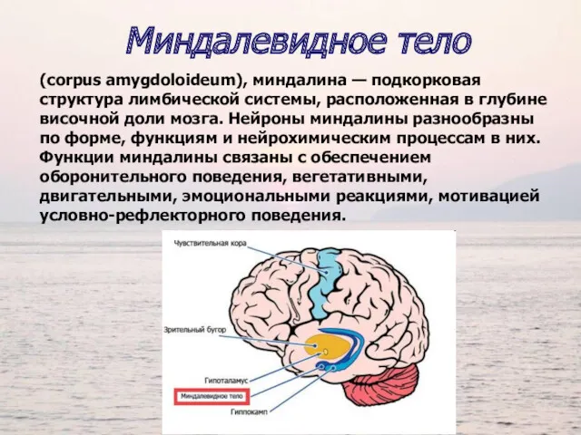 Миндалевидное тело (corpus amygdoloideum), миндалина — подкорковая структура лимбической системы,