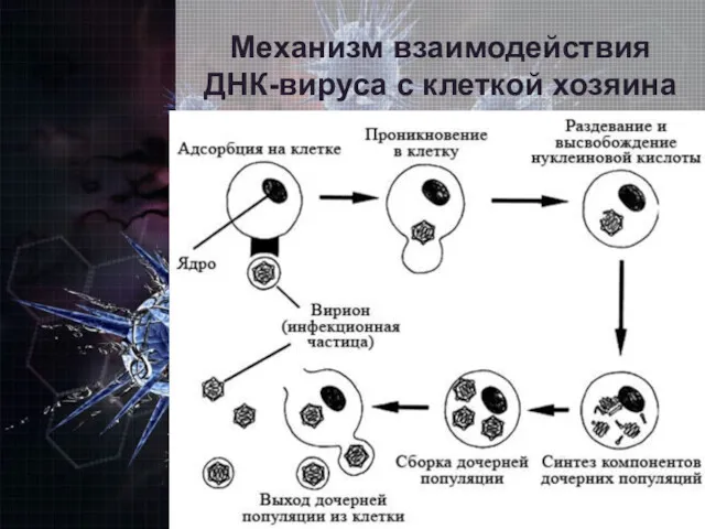 Механизм взаимодействия ДНК-вируса с клеткой хозяина