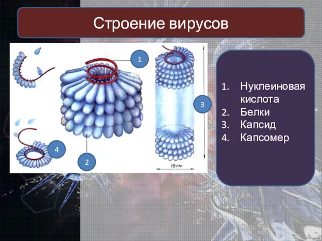 Строение вирусов 1 2 3 4 Нуклеиновая кислота Белки Капсид Капсомер