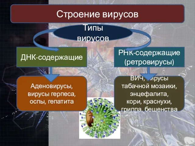 Строение вирусов ДНК-содержащие РНК-содержащие (ретровирусы) Аденовирусы, вирусы герпеса, оспы, гепатита