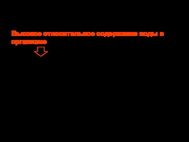 Фармакокинетика/фармакодинамика лекарств у детей раннего возраста Высокое относительное содержание воды