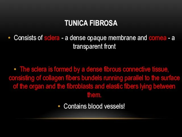 TUNICA FIBROSA Consists of sclera - a dense opaque membrane