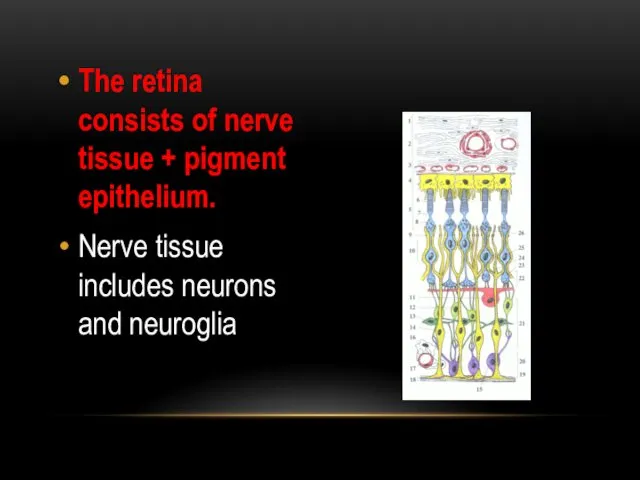 The retina consists of nerve tissue + pigment epithelium. Nerve tissue includes neurons and neuroglia