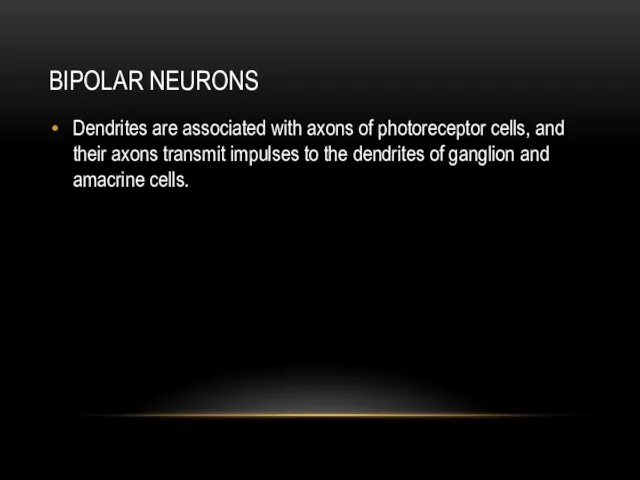 BIPOLAR NEURONS Dendrites are associated with axons of photoreceptor cells,