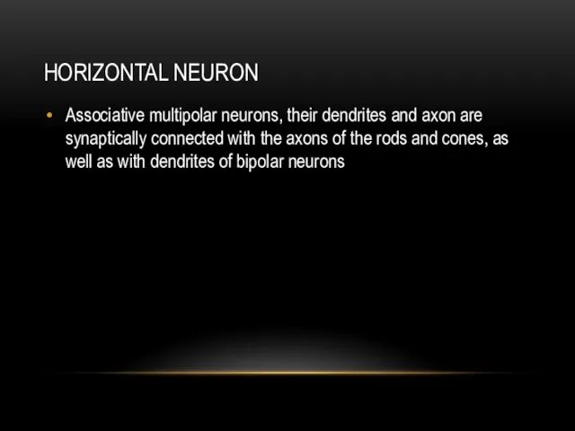 HORIZONTAL NEURON Associative multipolar neurons, their dendrites and axon are