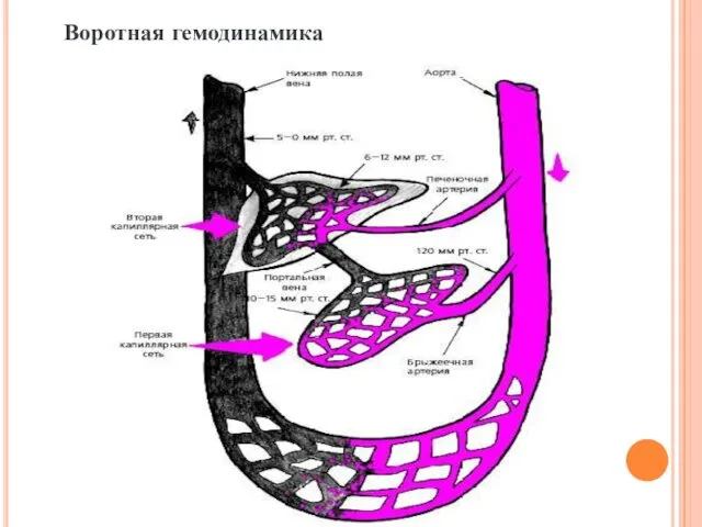 Воротная гемодинамика