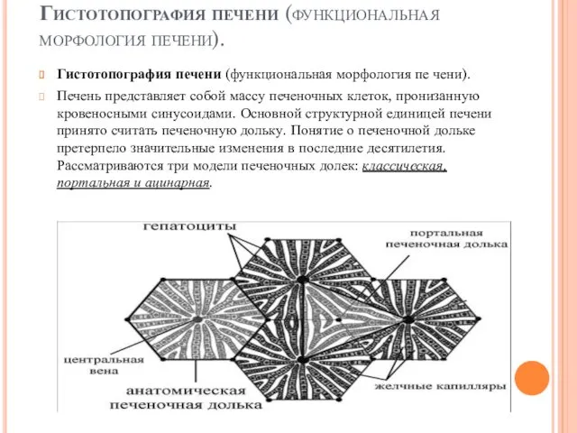 Гистотопография печени (функциональная морфология печени). Гистотопография печени (функциональная морфология пе­