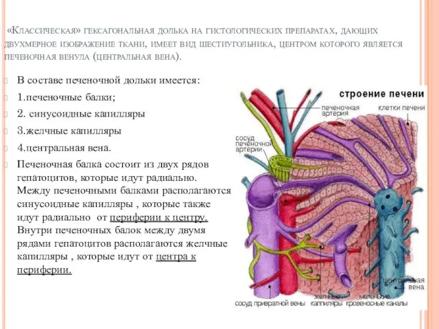 «Классическая» гексагональная долька на гистологических препаратах, дающих двухмерное изображение ткани,