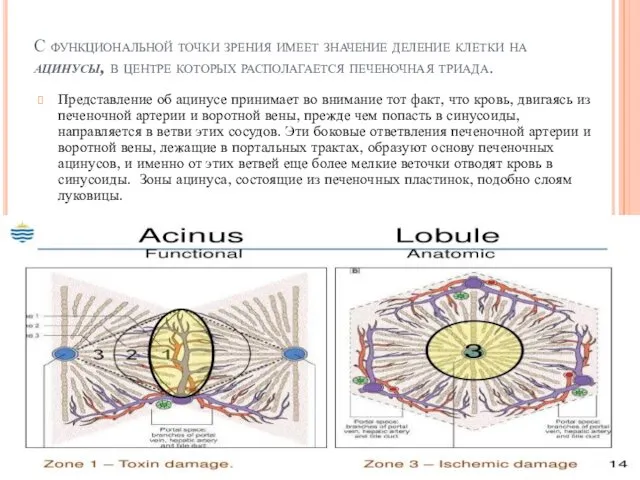 С функциональной точки зрения имеет значение деление клетки на ацинусы,