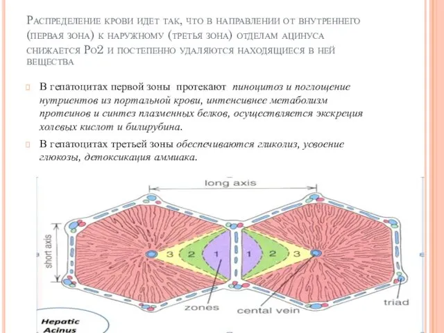 Распределение крови идет так, что в направлении от внутреннего (первая