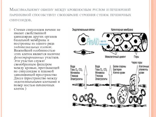 Максимальному обмену между кровеносным руслом и печеночной паренхимой способствует своеобразие