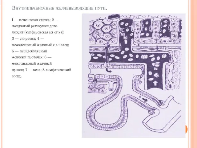 Внутрипеченочные желчевыводящие пути. I — печеночная клетка; 2 — звездчатый