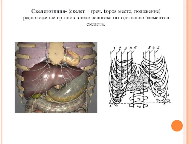 Скелетотопия- (скелет + греч. topos место, положение) расположение органов в теле человека относительно элементов скелета.