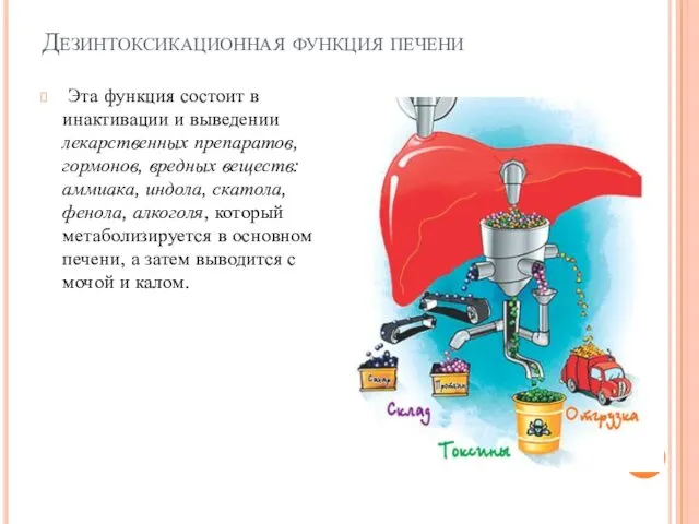 Дезинтоксикационная функция печени Эта функция состоит в инактивации и выведении