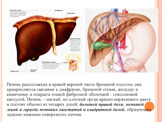 Печень расположена в правой верхней части брюшной полости; она прикрепляется