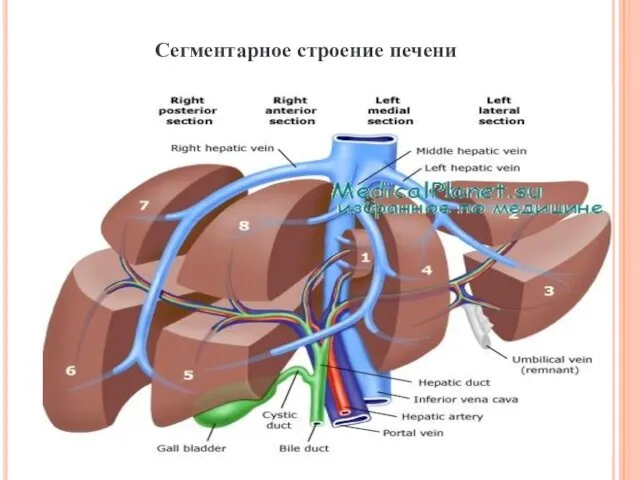 Сегментарное строение печени