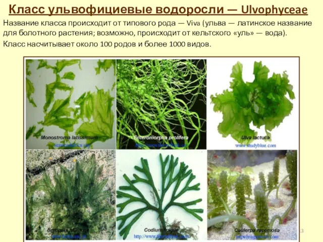 Класс ульвофициевые водоросли — Ulvophyceae Название класса происходит от типового рода — Viva