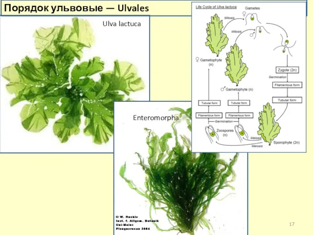 Порядок ульвовые — Ulvales Ulva lactuca Enteromorpha