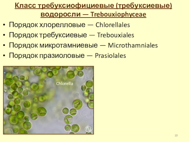 Класс требуксиофициевые (требуксиевые) водоросли — Trebouxiophyceae Порядок хлорелловые — Chlorellales Порядок требуксиевые —