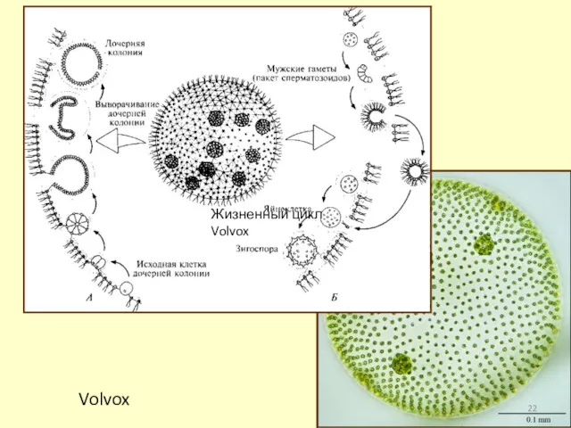 Жизненный цикл Volvox Volvox