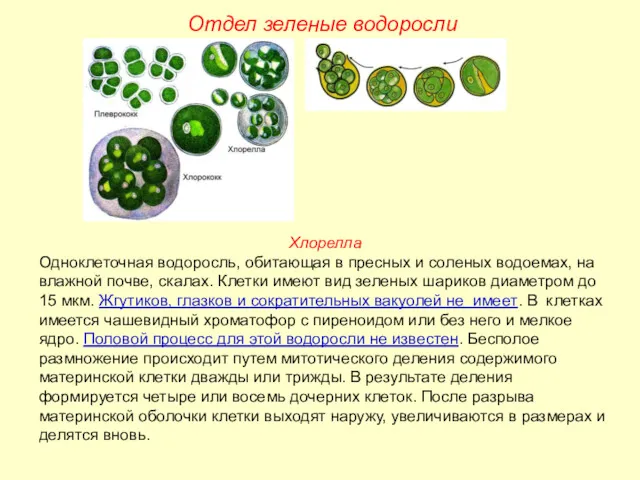 Хлорелла Одноклеточная водоросль, обитающая в пресных и соленых водоемах, на влажной почве, скалах.