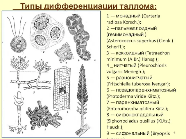 Типы дифференциации таллома: 1 — монадный (Carteria radiosa Korsch.); 2