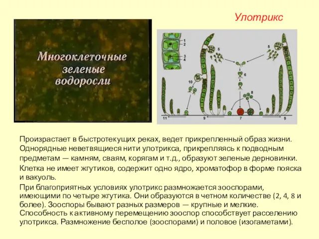Произрастает в быстротекущих реках, ведет прикрепленный образ жизни. Однорядные неветвящиеся нити улотрикса, прикрепляясь