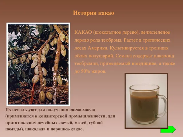 КАКАО (шоколадное дерево), вечнозеленое дерево рода теоброма. Растет в тропических лесах Америки. Культивируется
