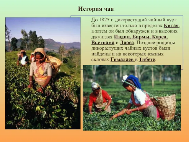 До 1825 г. дикорастущий чайный куст был известен только в пределах Китая, а