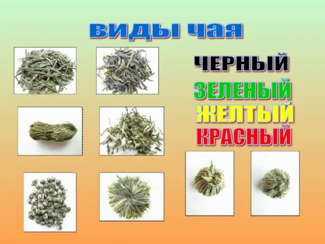 виды чая ЧЕРНЫЙ ЗЕЛЕНЫЙ ЖЕЛТЫЙ КРАСНЫЙ