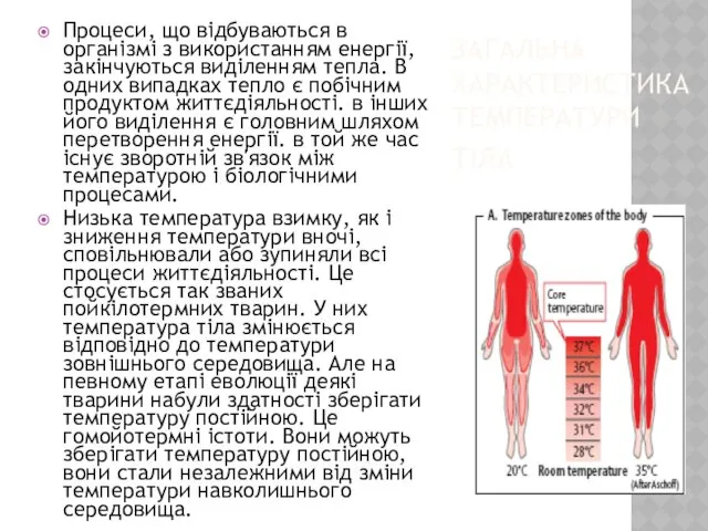 ЗАГАЛЬНА ХАРАКТЕРИСТИКА ТЕМПЕРАТУРИ ТІЛА Процеси, що відбуваються в організмі з
