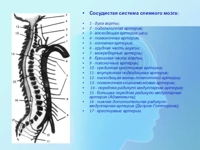 Сосудистая система спинного мозга: 1 - дуга аорты; 2 - подключичная артерия; 3