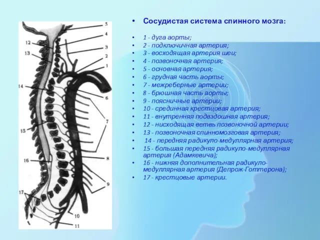 Сосудистая система спинного мозга: 1 - дуга аорты; 2 -