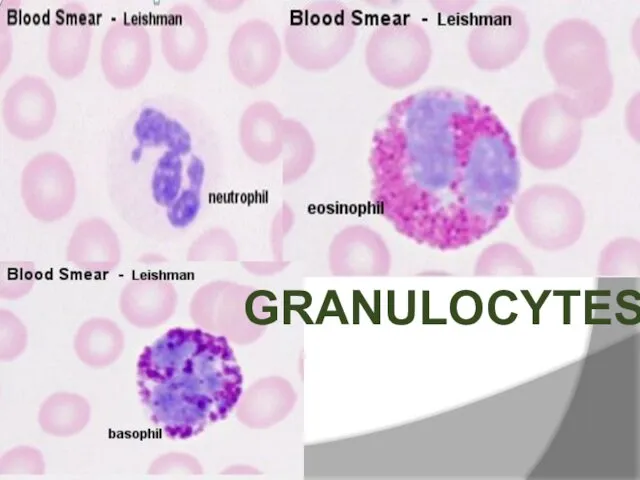 GRANULOCYTES